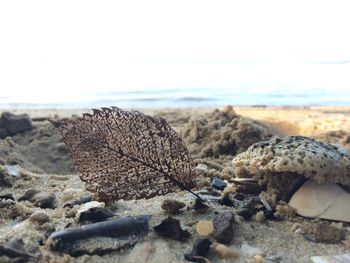 Close-up of rocks on beach