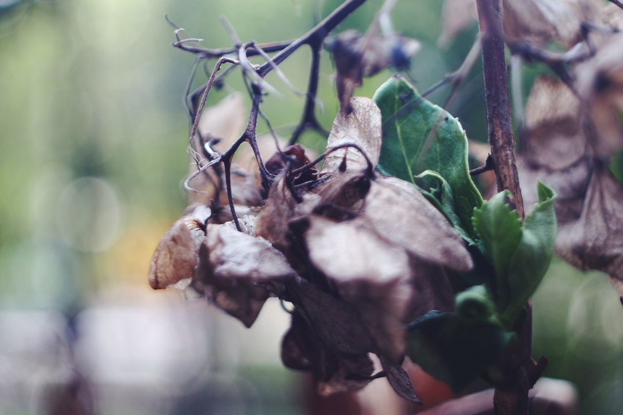 CLOSE-UP OF PLANT GROWING OUTDOORS