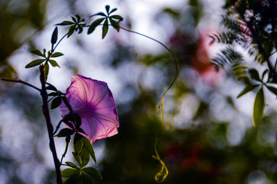 Close-up of pink flowering plant