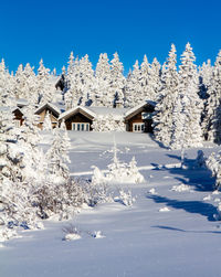 Snow covered trees by building against clear blue sky