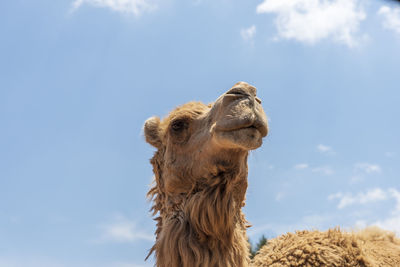 Low angle view of animal against sky