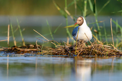 Close-up of bird perching on lake