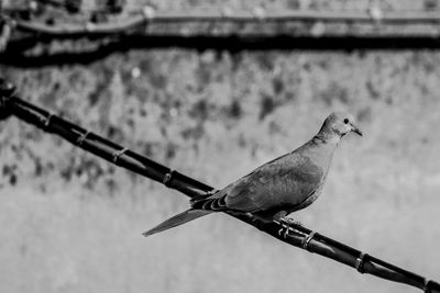 Close-up of bird perching
