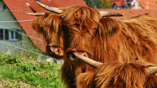 Horse in a farm