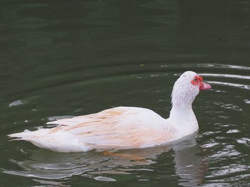 Swan swimming in lake