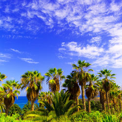 Tropical background. palms and ocean canary islands