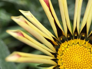 Close-up of yellow flower