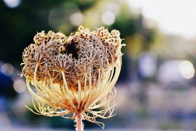 Close-up of plant against blurred background