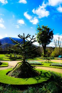 Trees on field against sky