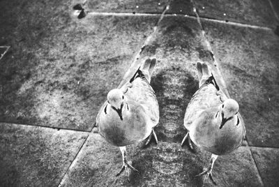 high angle view