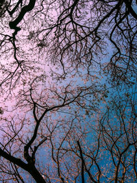 Low angle view of tree against sky