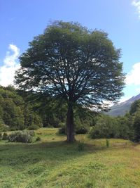 Tree on field against sky