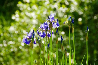 Close-up of purple flowers blooming outdoors