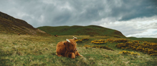 Moody panoramic view of resting highland cattle with dramatic sky