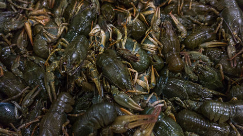 Full frame shot of crab in market