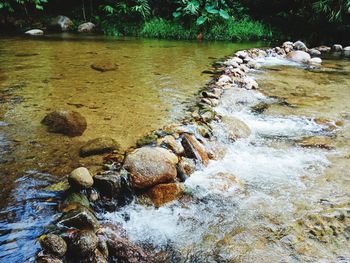 Scenic view of river amidst trees