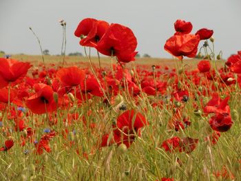 Close-up of red poppy flowers in field