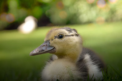 Close-up of a bird