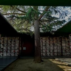 Stack of tree against building