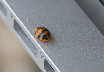 High angle view of ladybug