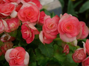 Close-up of pink flowers blooming in park 