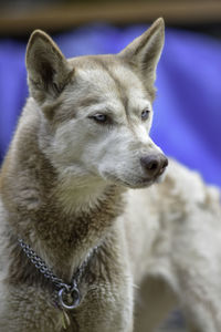 Close-up of dog looking away