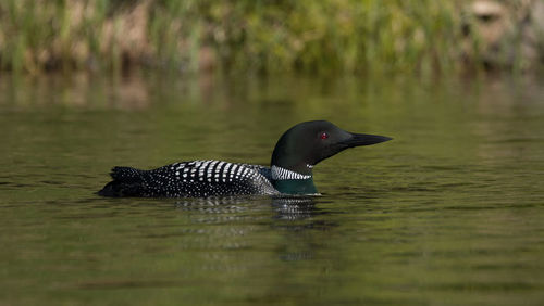 Close-up of duck swimming on lake