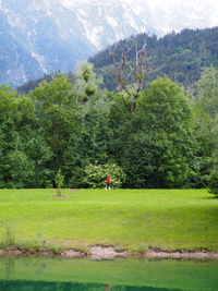 Scenic view of forest