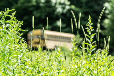 Plants growing on tree