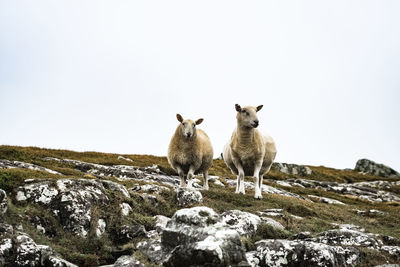 View of two sheep on icey rock