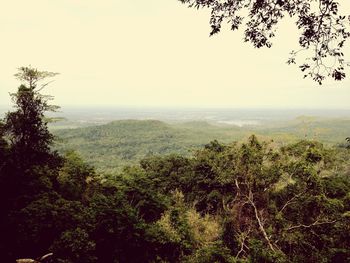 Scenic view of forest against clear sky