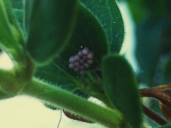 Close-up of plant