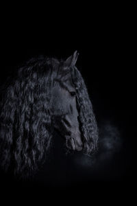 Close-up of an animal over black background