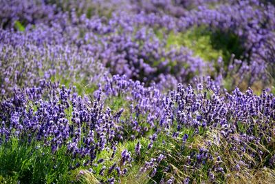 Close-up of purple flowering plants on field