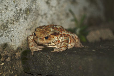 Close-up of a lizard