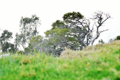 Trees on grassy field