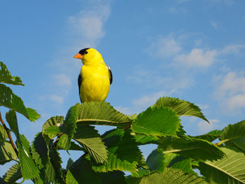 Bird perching on a plant