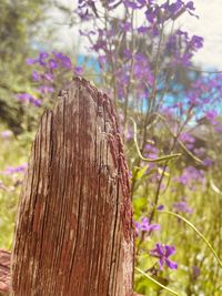 Close-up of tree stump