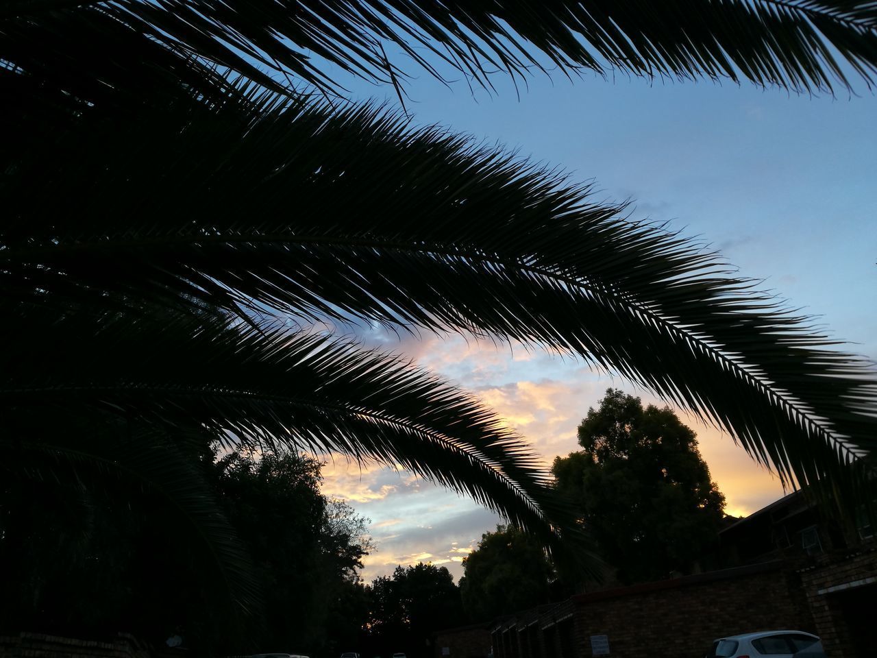 LOW ANGLE VIEW OF TREES AGAINST SKY