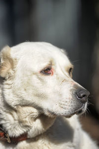 Close-up of dog looking away