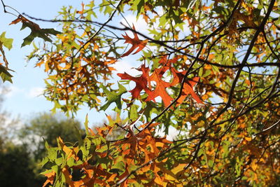 Low angle view of maple leaves on tree