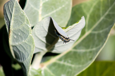 Close-up of butterfly on leaf