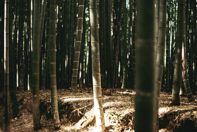 Bamboos growing in forest