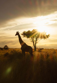 Donkey standing on field against sky during sunset