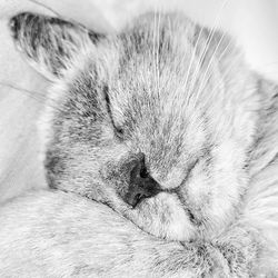 Close-up of cat sleeping on bed
