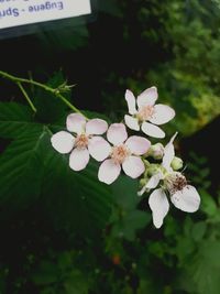 Close-up of white flowers