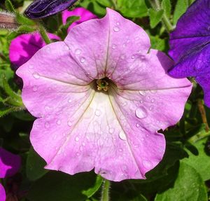 Close-up of raindrops on pink flower