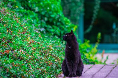 Black cat looking away