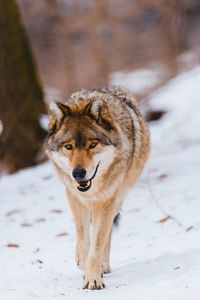 Wolf in the snow