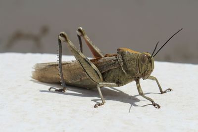 Close-up of cricket perching outdoors